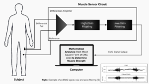 Muscle Strength Sensing Approach